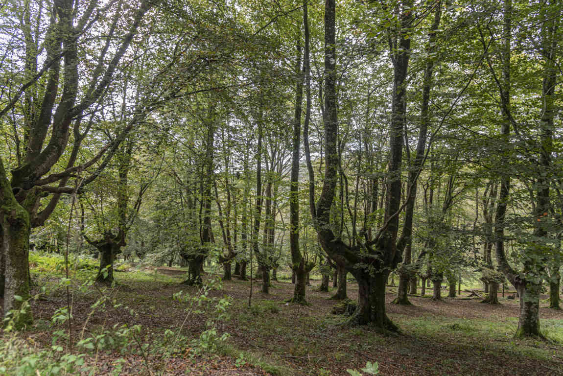 Vizcaya - parque natural de Urkiola 10 - hayedo.jpg